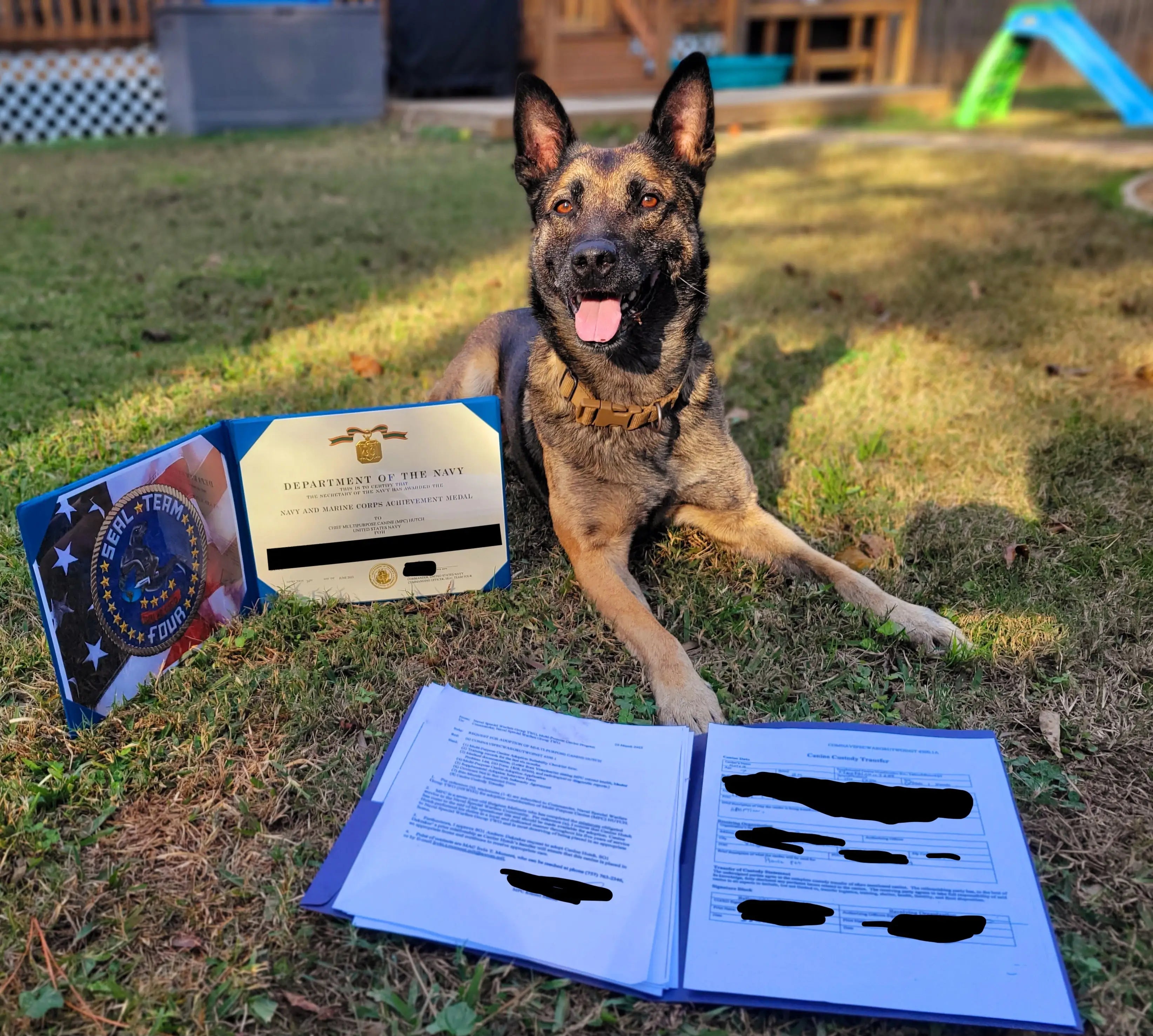 Chief Hutch retired navy seal working dog sits with a well earned Navy Achievement Medal