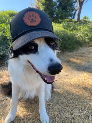 Honorguard Fresh coffee specialty coffee hat for cute border collies and service dogs