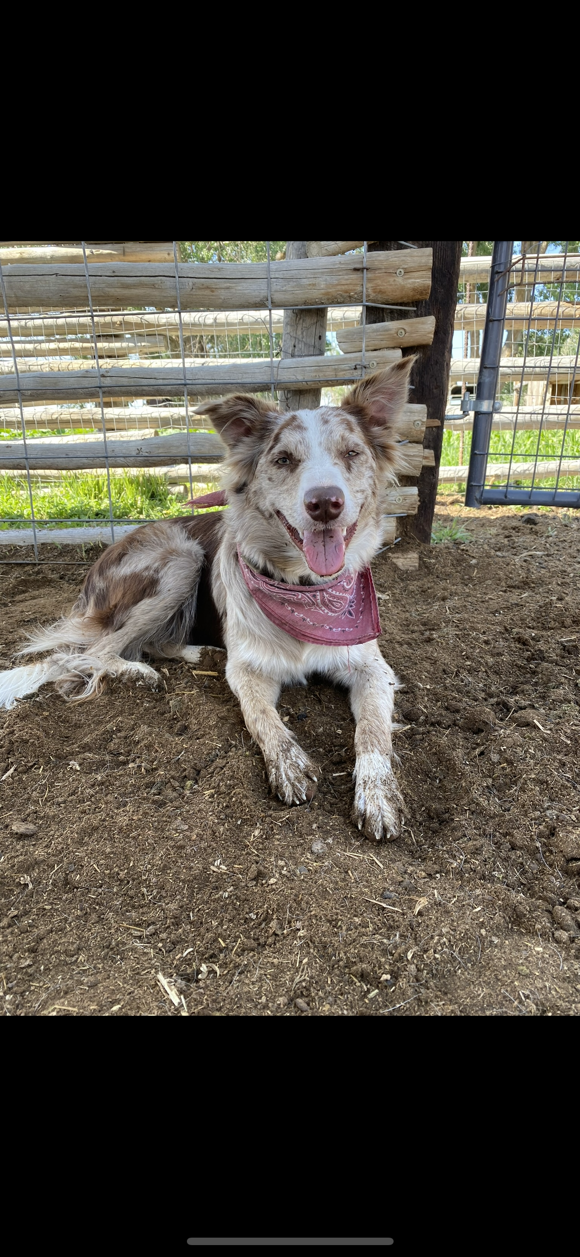 Loose leaf tea specialty tea that saves veterans by pairing them with service dogs like the red merle border collie Sunny