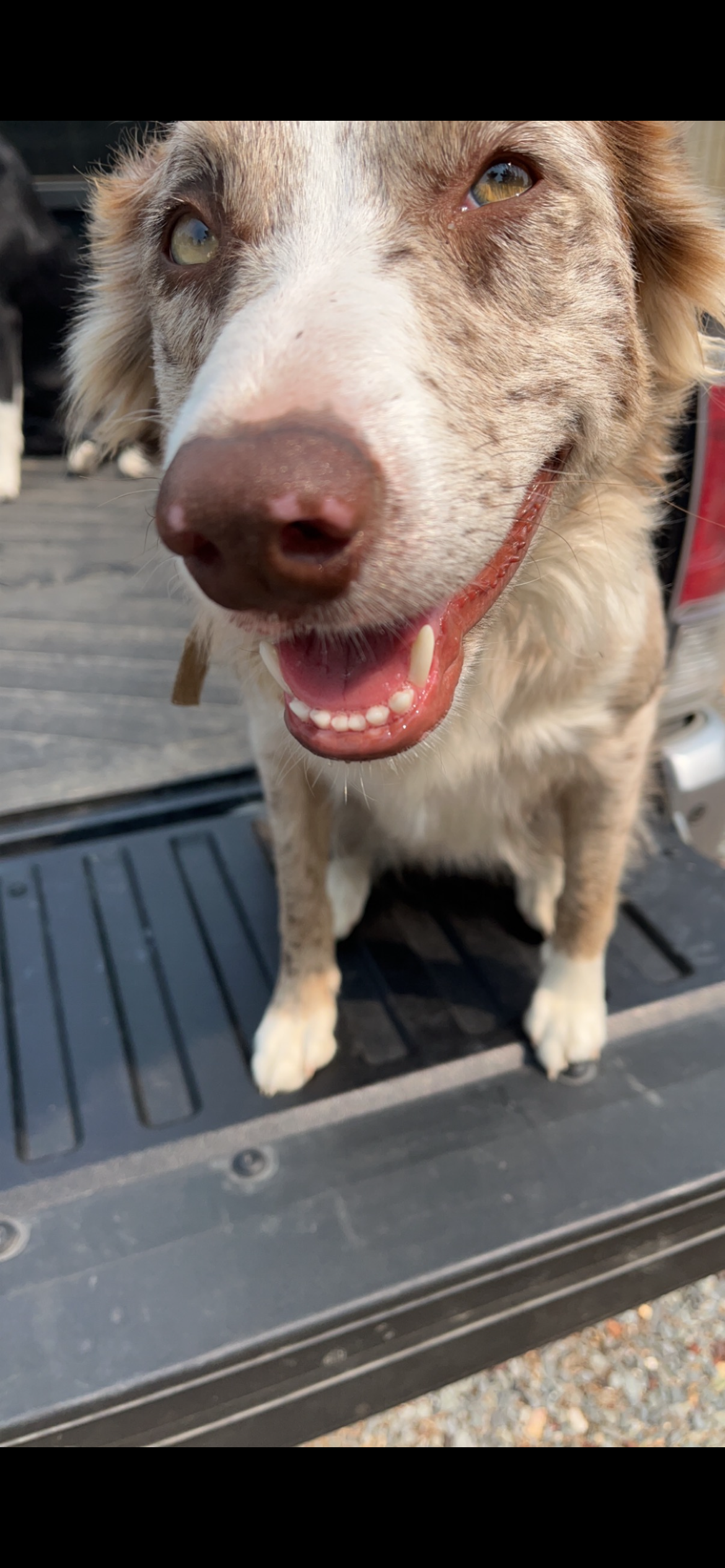 Sweet sunny border collie dog for veteran supported with herbal tea specialty coffee & tea