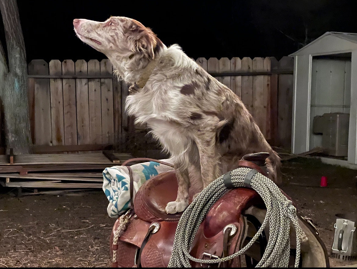 Sweet sunny the border collie service dog for veteran sits on a saddle and is supported by specialty coffee & tea loose leaf tea
