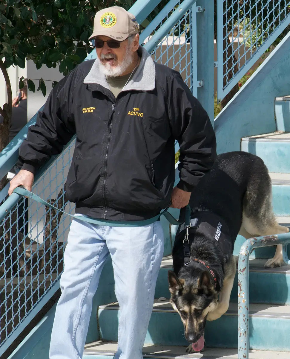 Vietnam army medic veteran with purple heart works with german shepherd service dog in training