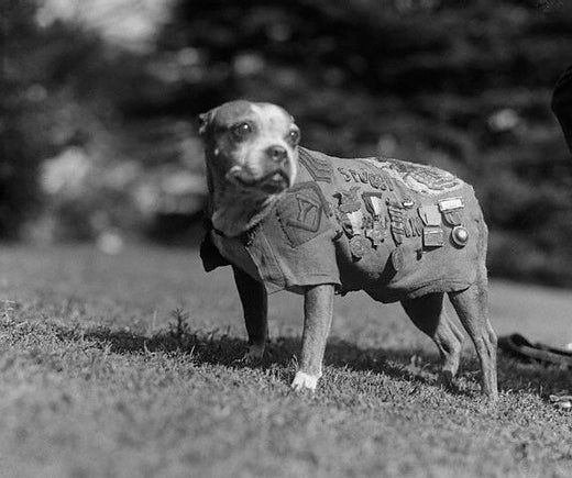 Boston Terrier wearing military jacket adorned with service medals from world war 1, black and white photograph