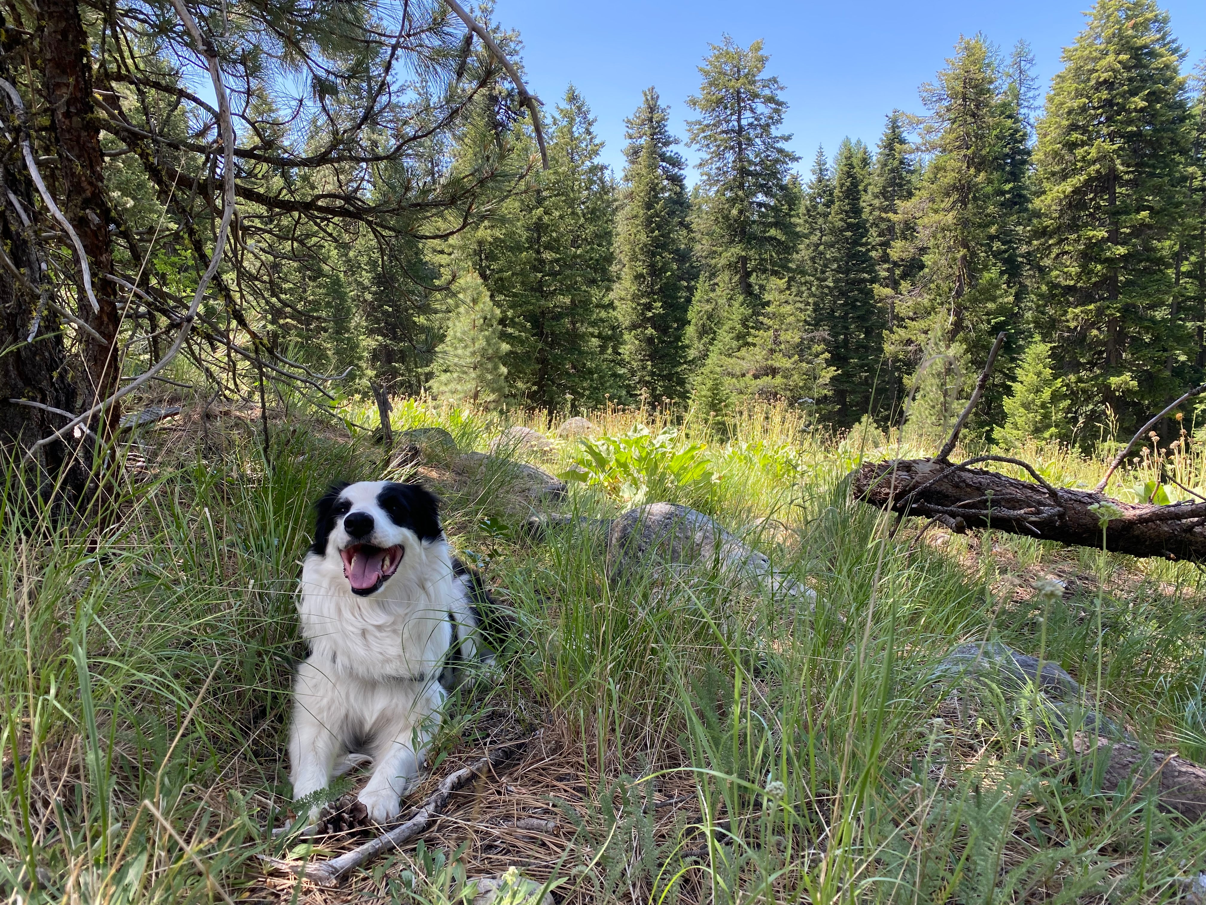 Service Dog Venus sitting int he woods in the mountains above McCall Idaho